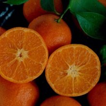 Picture of Mandarin Bay Sweetie (30293)