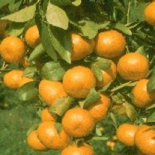 Picture of Mandarin Beauty of Glen Retreat (7273)