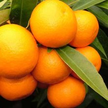 Picture of Mandarin Clementine (3380)