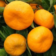 Mandarin Satsuma Kawano Dwf Picture of Mandarin Satsuma Kawano Dwf (11006)