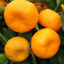 Mandarin Satsuma Kawano Picture of Mandarin Satsuma Kawano (3388)