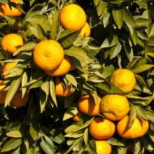 Mandarin Satsuma Miho Dwf Picture of Mandarin Satsuma Miho Dwf (9274)