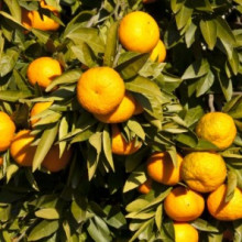 Mandarin Satsuma Miho Picture of Mandarin Satsuma Miho (3397)