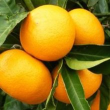 Mandarin Satsuma Okitsu Wase Picture of Mandarin Satsuma Okitsu Wase (3398)