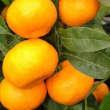 Mandarin Satsuma Silverhill Dwf Picture of Mandarin Satsuma Silverhill Dwf (8141)