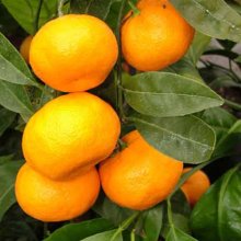 Mandarin Satsuma Silverhill Picture of Mandarin Satsuma Silverhill (3399)