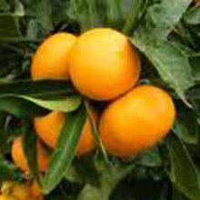 Picture of Mandarin Satsuma (3396)