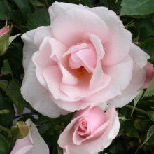 Many Happy Returns-Rose Picture of Many Happy Returns-Rose (3404)