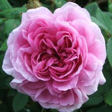 Picture of Marechal Davoust-Rose (7871)