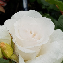 Margaret Merril Std 45cm-Rose Picture of Margaret Merril Std 45cm-Rose (5916)