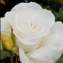 Margaret Merril Std 80cm-Rose Picture of Margaret Merril Std 80cm-Rose (3407)