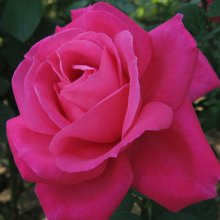 Maria Callas-Rose Picture of Maria Callas-Rose (30397)