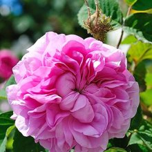 Picture of Marie de Blois-Rose (7872)