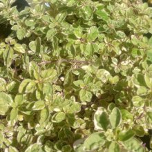 Marjoram Country Cream Picture of Marjoram Country Cream (10018)