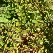 Marjoram Pot Picture of Marjoram Pot (8978)