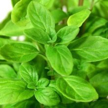 Marjoram Sweet Picture of Marjoram Sweet (8979)