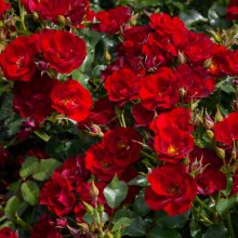 Marondo-Rose Picture of Marondo-Rose (30903)