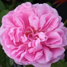 Mary Rose Std 80cm-Rose Picture of Mary Rose Std 80cm-Rose (3414)