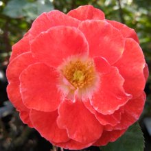 Matangi-Rose Picture of Matangi-Rose (3420)