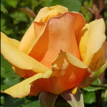 Matawhero Magic Std 80cm-Rose Picture of Matawhero Magic Std 80cm-Rose (3422)
