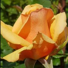 Matawhero Magic-Rose Picture of Matawhero Magic-Rose (3421)