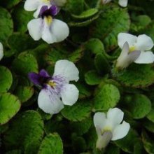 Mazus Radicans Picture of Mazus Radicans (3425)
