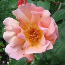 Picture of Meg Clg-Rose (3427)