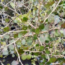 Picture of Melicytus micranthus (30825)