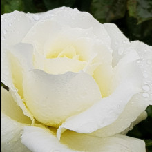 Memoire Std 80cm-Rose Picture of Memoire Std 80cm-Rose (3431)