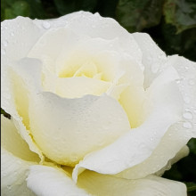Memoire-Rose Picture of Memoire-Rose (3430)