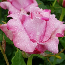Memorial Day-Rose Picture of Memorial Day-Rose (6310)