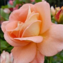 Memories of You-Rose Picture of Memories of You-Rose (10848)