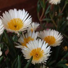 Picture of Mesembryanthemum Cameo (3438)