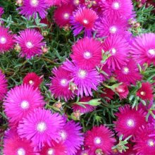 Mesembryanthemum Crimson Glory Picture of Mesembryanthemum Crimson Glory (3440)