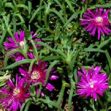 Picture of Mesembryanthemum Deep Purple (12168)