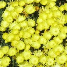 Picture of Mesembryanthemum Yellow (12138)