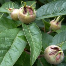 Picture of Mespilus Germanica BA29 (3449)