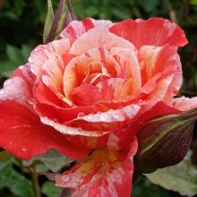 Michelangelo-Rose Picture of Michelangelo-Rose (3456)