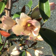 Picture of Michelia Allure Std (29536)