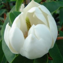 Picture of Michelia Bubbles Std (30008)