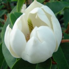 Picture of Michelia Bubbles (3459)