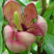 Picture of Michelia Figo (3465)