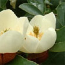Picture of Michelia Gracipes (3469)