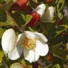 Picture of Michelia Honey Velvet (29870)