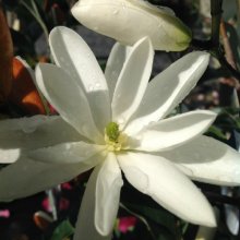 Picture of Michelia Inspiration (8905)