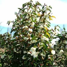 Picture of Michelia Lemon Fragrant (3472)