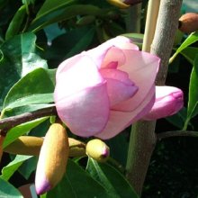 Michelia Paton Pink Picture of Michelia Paton Pink (29206)