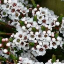 Picture of Micromyrtus Ciliata Snowdrift (8906)