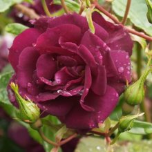 Midnight Blue Std 80cm-Rose Picture of Midnight Blue Std 80cm-Rose (3488)
