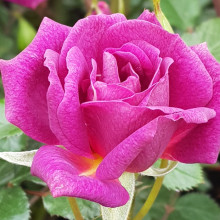 Picture of Midnight Rambler Clg-Rose (6609)